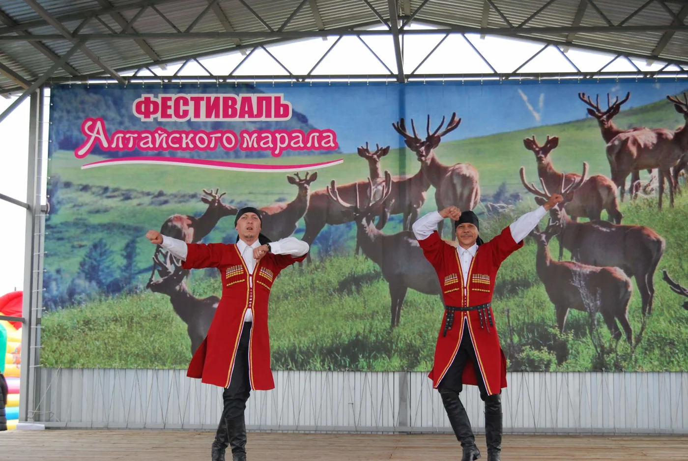 VII Фестиваль Алтайского марала