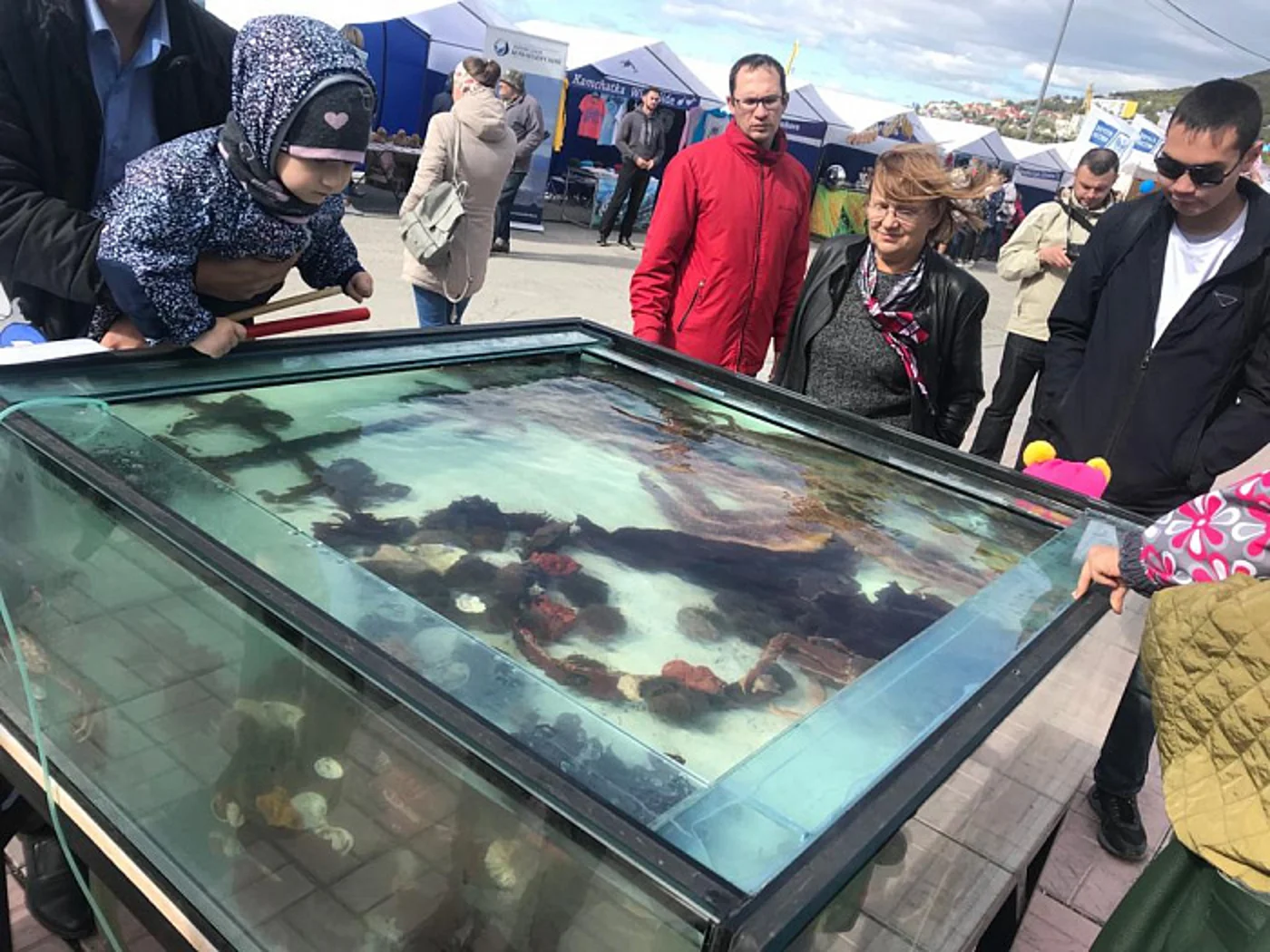 Фестиваль морских животных «Море Жизни»