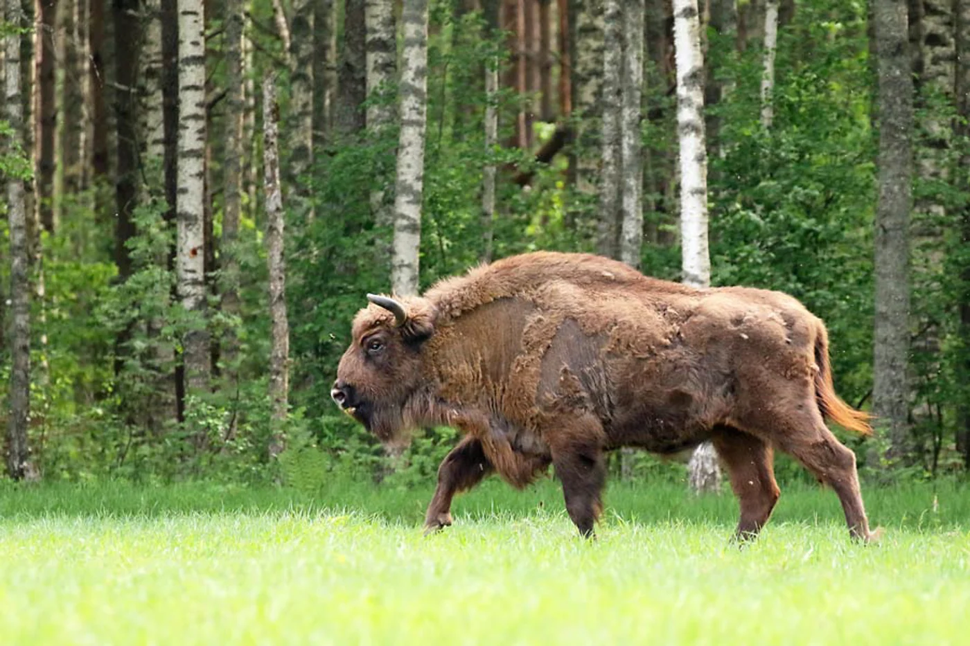 Ежегодный межобластной экологический праздник "День зубра"