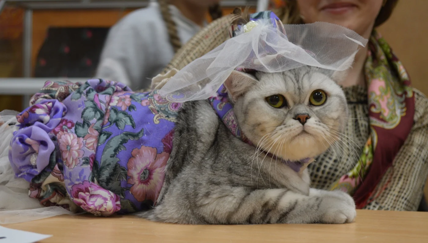 Праздник «Не всё коту Масленица!»