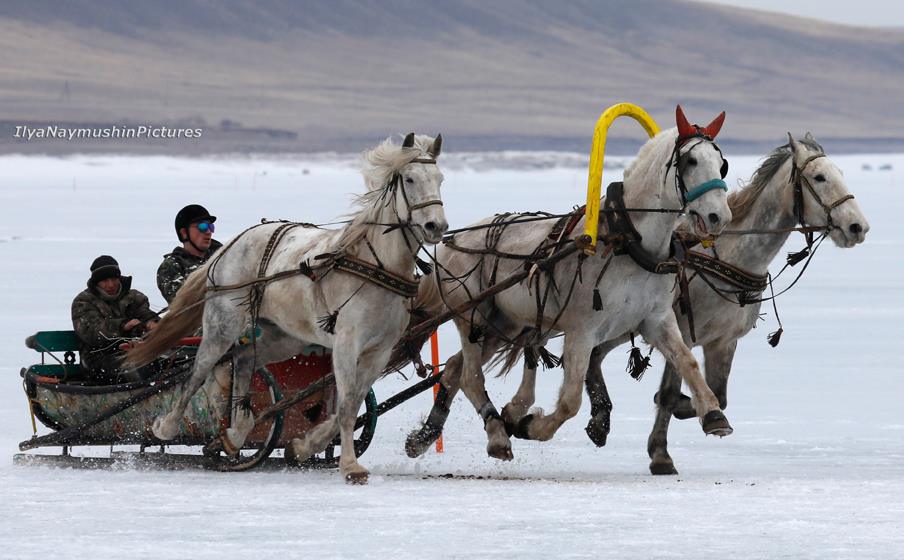 В Красноярском крае прошли традиционные конноспортивные соревнования на льду